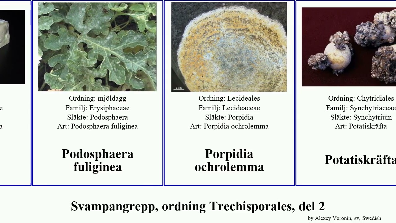 Svampangrepp, ordning Trechisporales, del 2 liten fungus candida fulva stinksvamp Trichophyton Pad