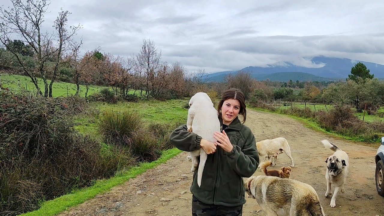 Voy a llevar al cachorro con los otros mastines hasta que vengan a por él