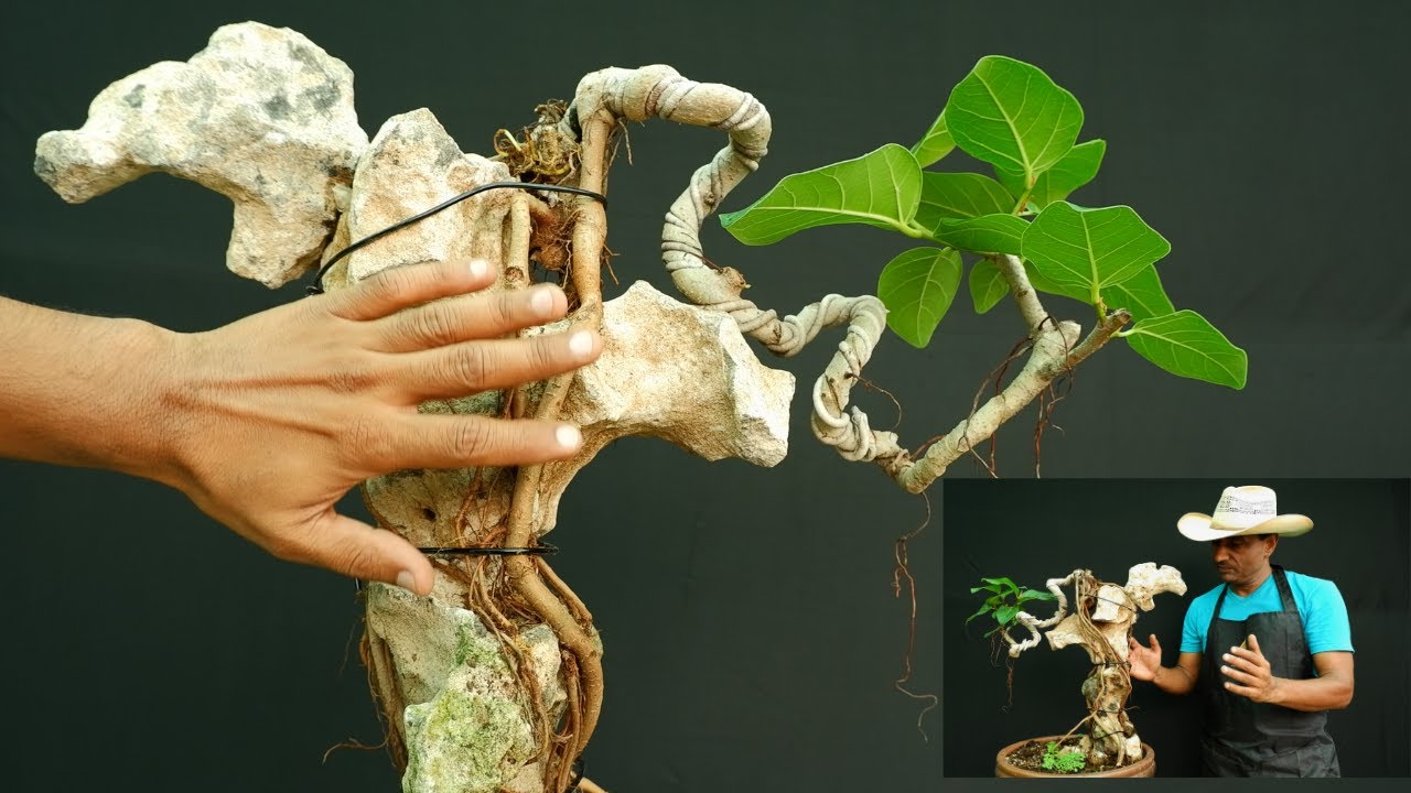 Banyan Bonsai Root-Over-Rock Part -2