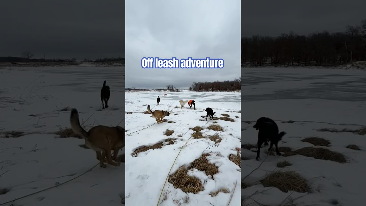 Off leash freedom // dogs fulfilled by nature 🌱