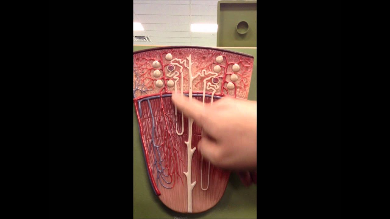 Nephron