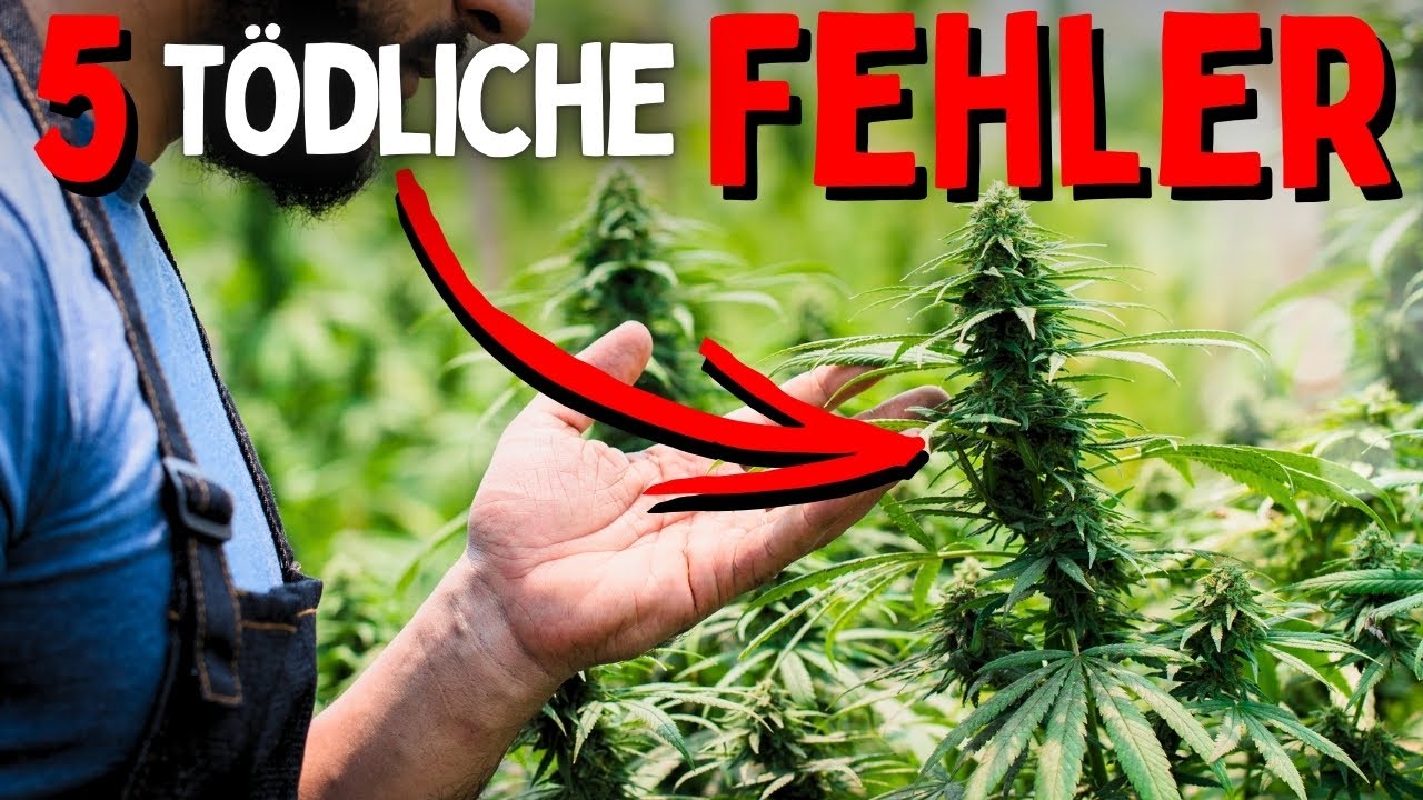 Schluss mit mickrigen Pflanzen 😨 DIESE 5 Fehler kosten dich deine ganze Ernte! Eigenanbau Anfänger