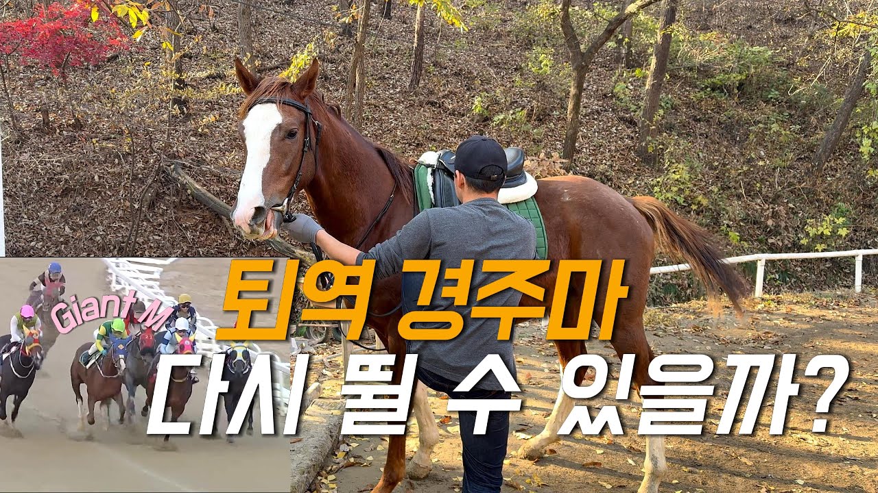 퇴역 경주마, 정말 다시 트랙에 설 수 있을 까? | 승마 순치로 제2의 마생 시작