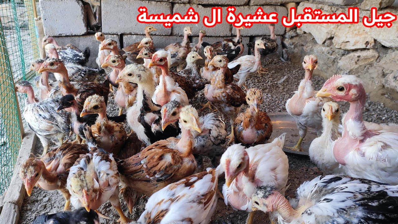شوفو الكتاكيت شلون كبرو ☝️عركة بنت عگروكة ضد ام رگيبة