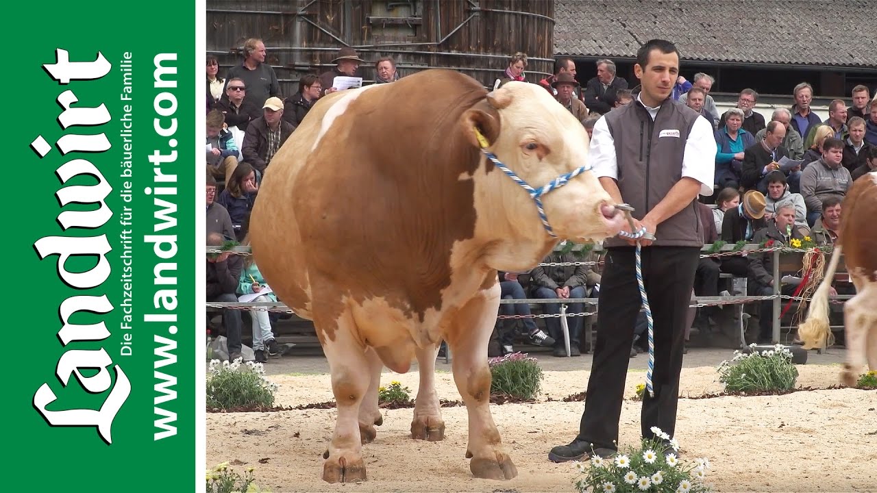 BVN Bullenparade 2017 | landwirt.com