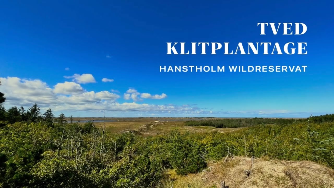 🇩🇰 Hanstholm Wildreservat und Tved Klitplantage