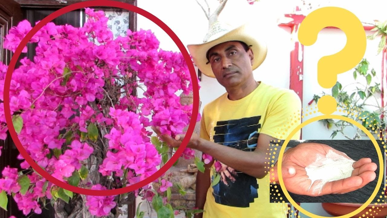 Bougainvillea Not Blooming?