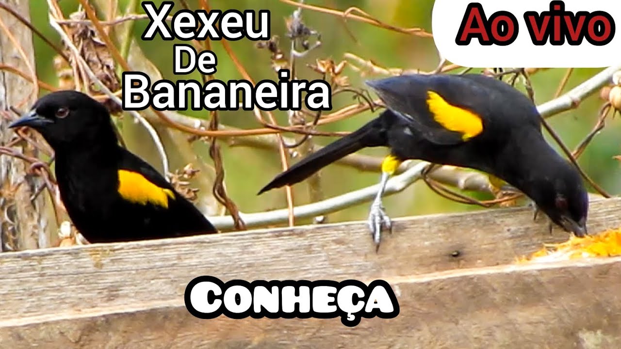 XEXEU DE BANANEIRA AOVIVO 🐦‍⬛🐦‍⬛ (informações e curiosidades)