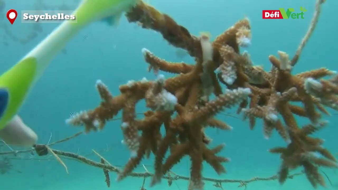 Océan Indien : nos îles, héroïnes de la résilience climatique