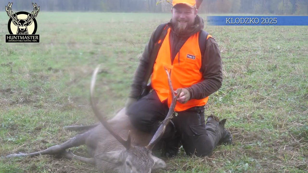Driven Hunt in Poland - Klodzko 2025 - Wild boar, Red deer, Stag, Roe deer.