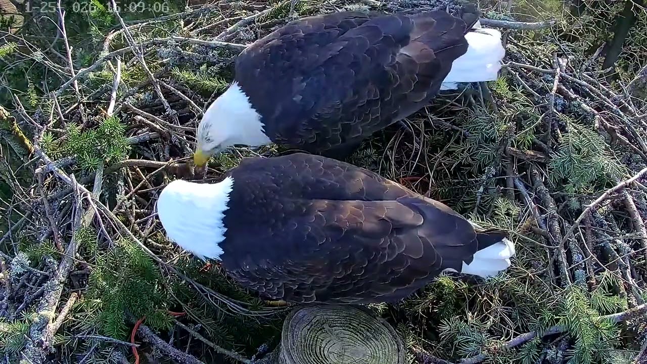 Bald eagles Ellie and Eddy.  Ellie gets something stuck on her beak.  January 25, 2026
