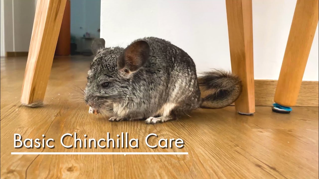 Basic Pet Care: Chinchilla