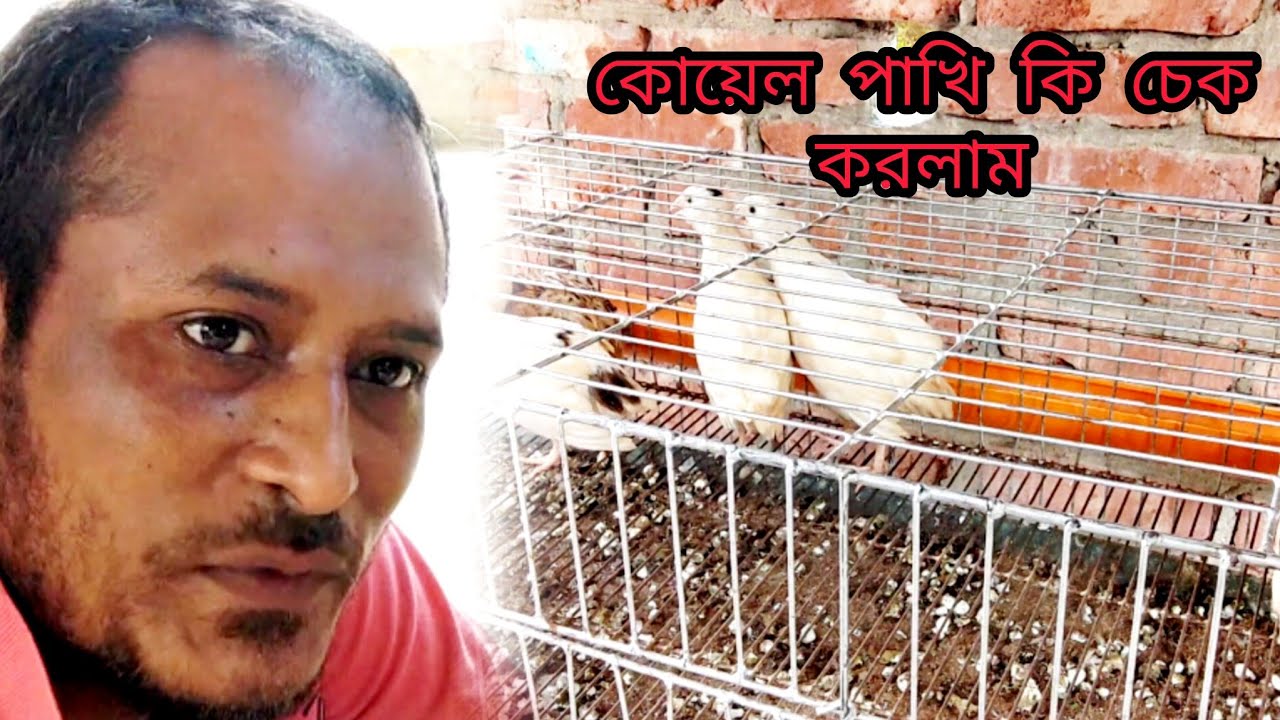 🐦আজকের বড় খবর! ইউরোপের কোয়েল পাখি গুলো চেক করে অবাক হলাম