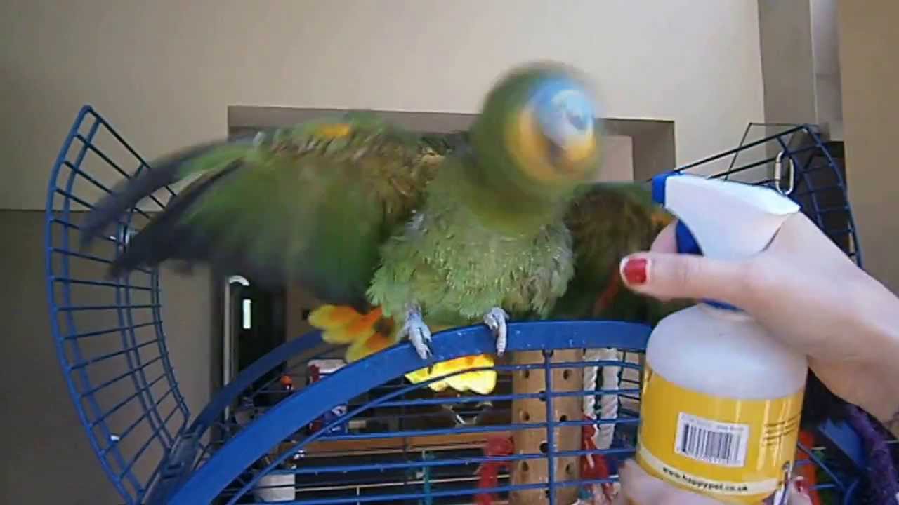 Monty our Orange Winged Amazon Parrot having a shower