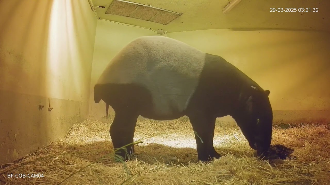 BIOPARC Fuengirola marca un hito en la conservación: nace la primera cría de tapir malayo en España
