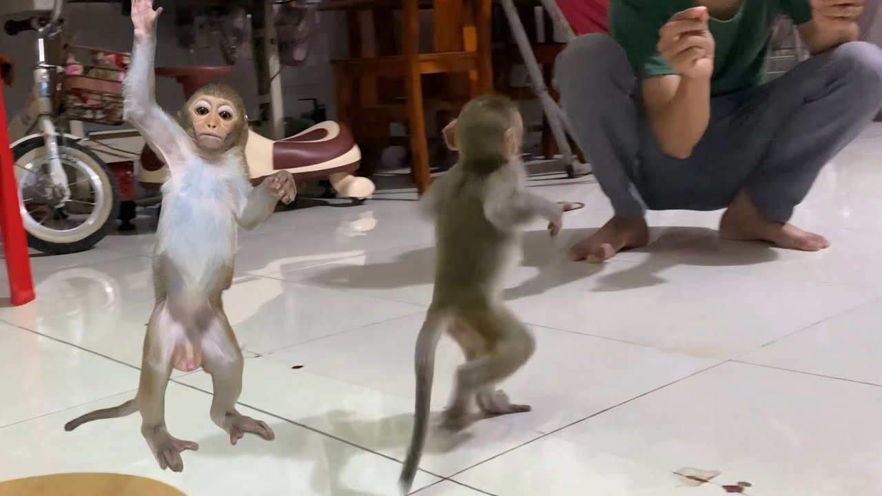 Baby monkey Alu drink milk everyday day 1