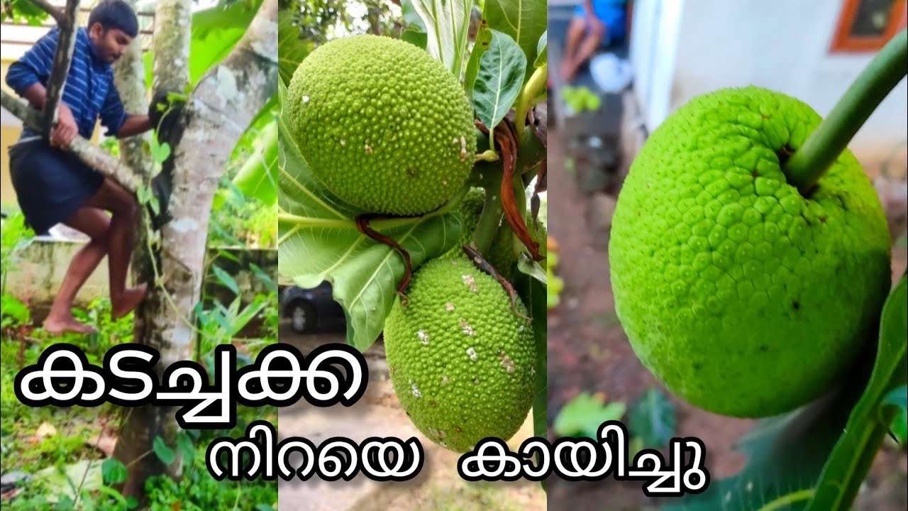 കടച്ചക്ക വേണ്ടവർ ഉണ്ടോ | മരത്തിൽ കയറി വിളവെടുത്തു | കടച്ചക്ക വിളവെടുപ്പ് | Kadachakka