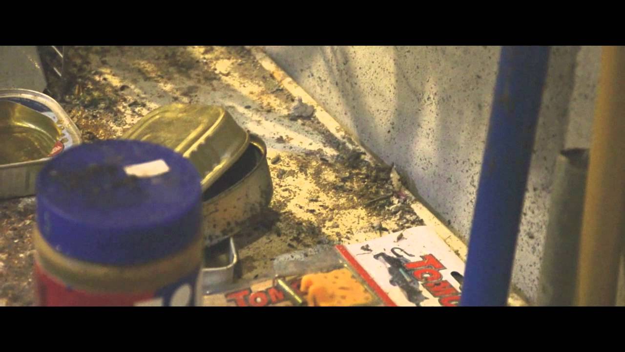 Mice Control & Extermination