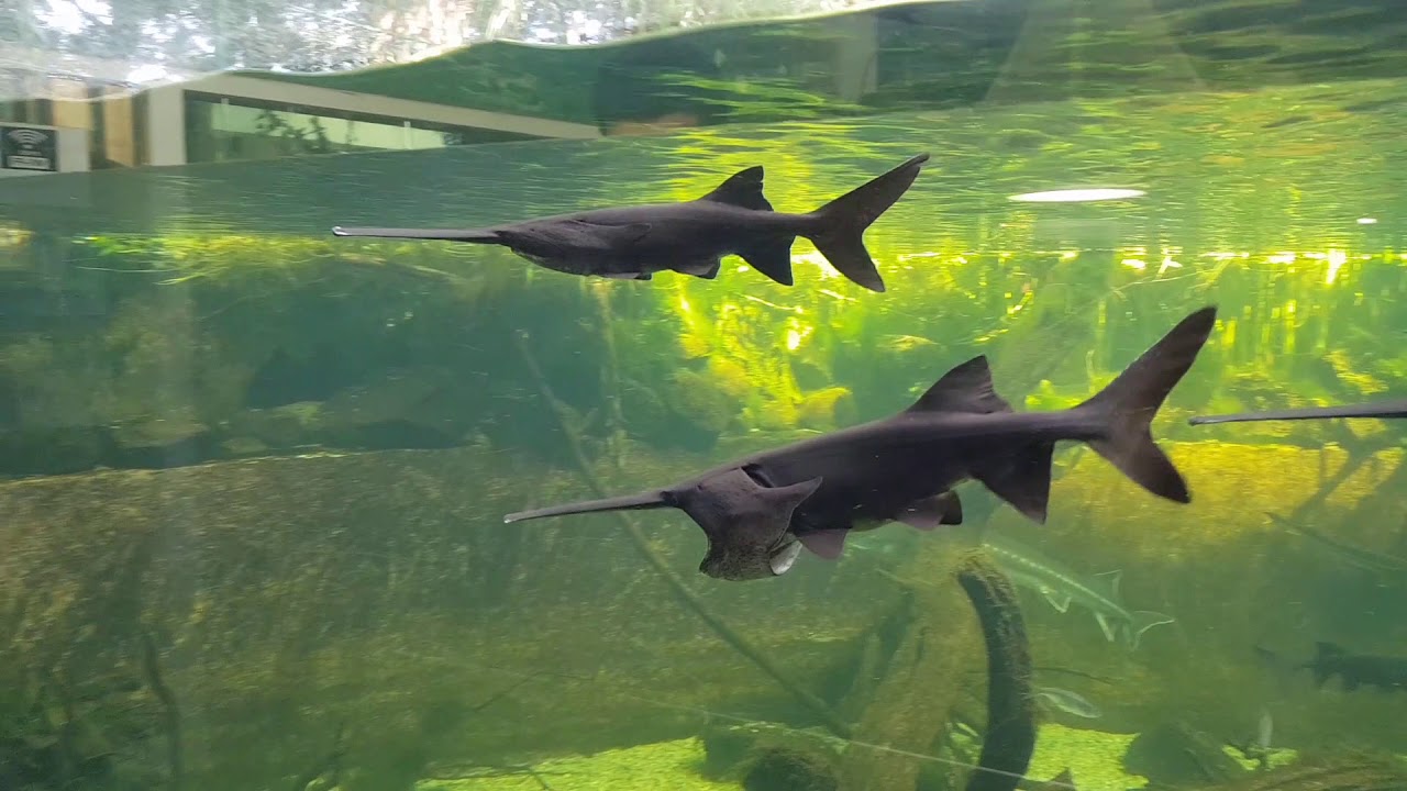 Tropicarium Budapest -  Tokhal ismertető