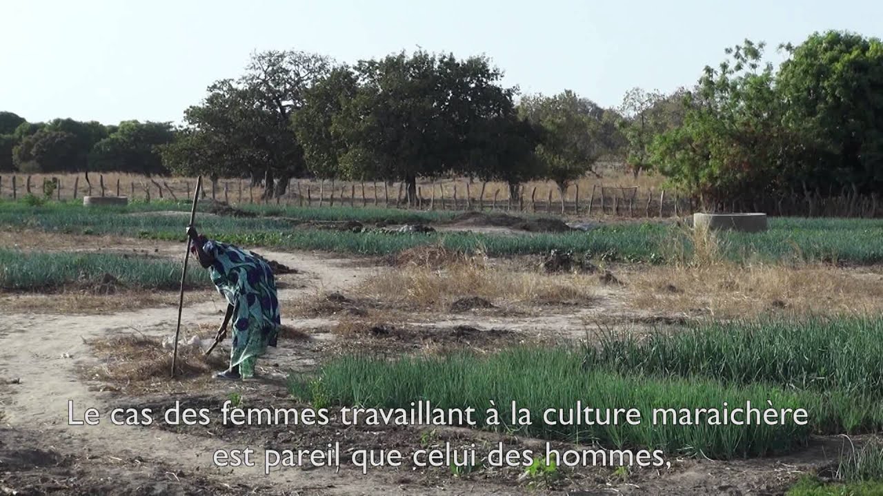 Agriculture familiale : améliorer des moyens d'existence par l'agriculture en Gambie
