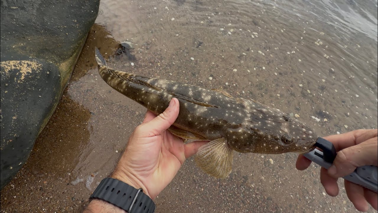 Flattys love the double clutch! #fishing #flathead #lakemacquarie 