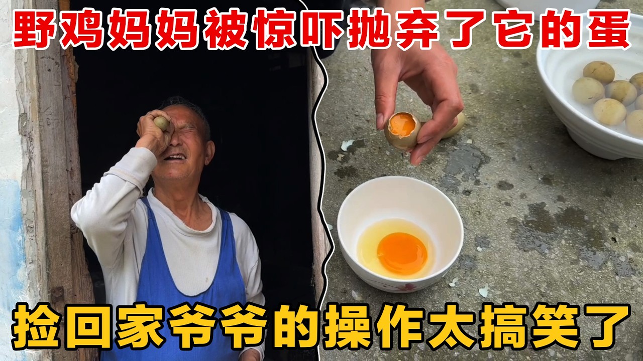 野鸡妈妈抛弃了它的孩子，应该是被惊吓到了，捡回家爷爷的操作太搞笑了