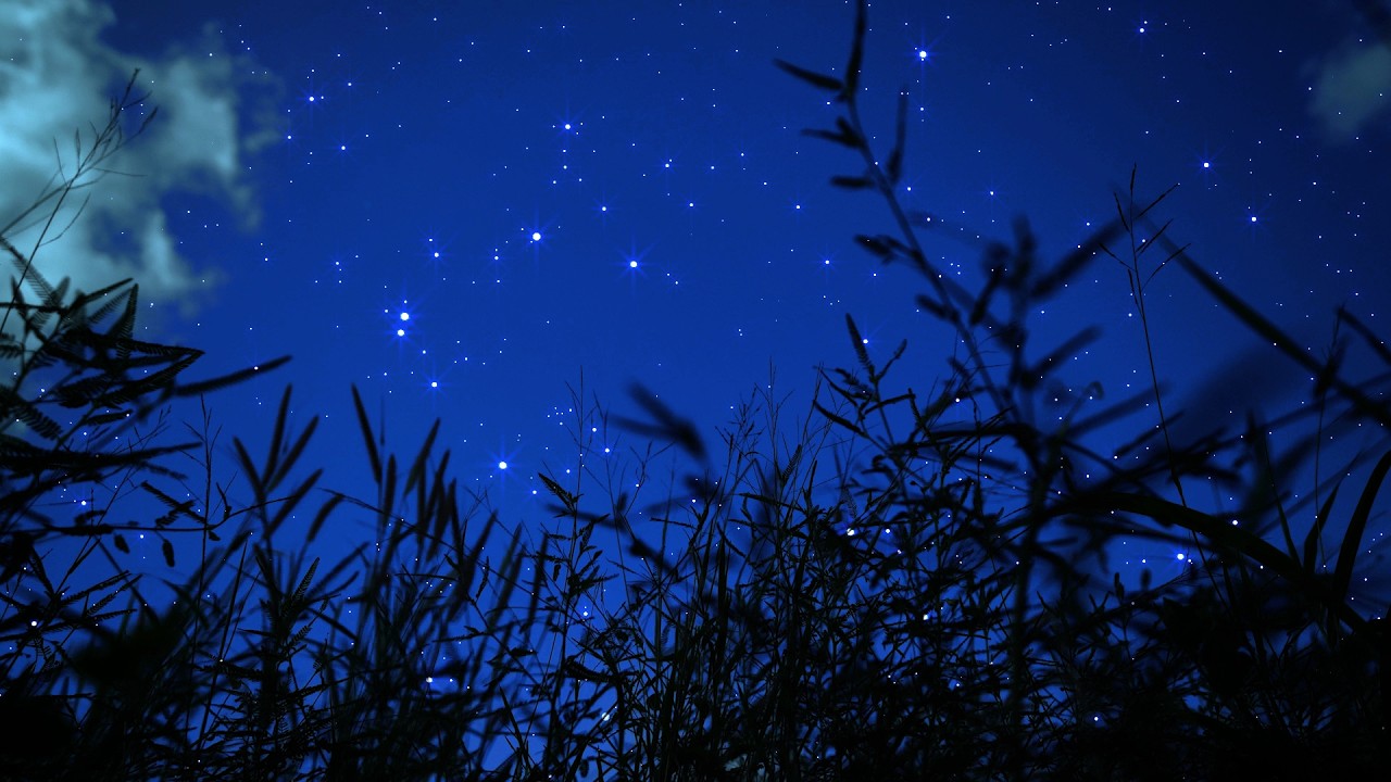 Crickets & Insects Under the Starry Night | Gentle Wind for Deep Sleep & Relaxation