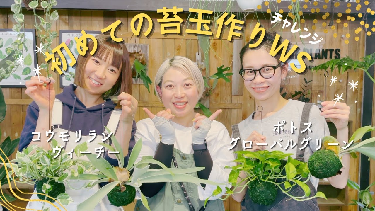 【チャレンジ企画】人気の苔玉を上手に作る方法を伝授