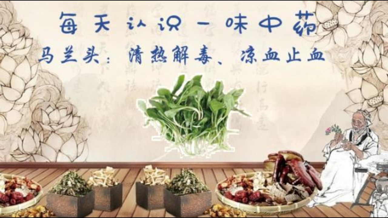 每天认识一味中药--马兰头 | 春季清热解毒的野菜中药