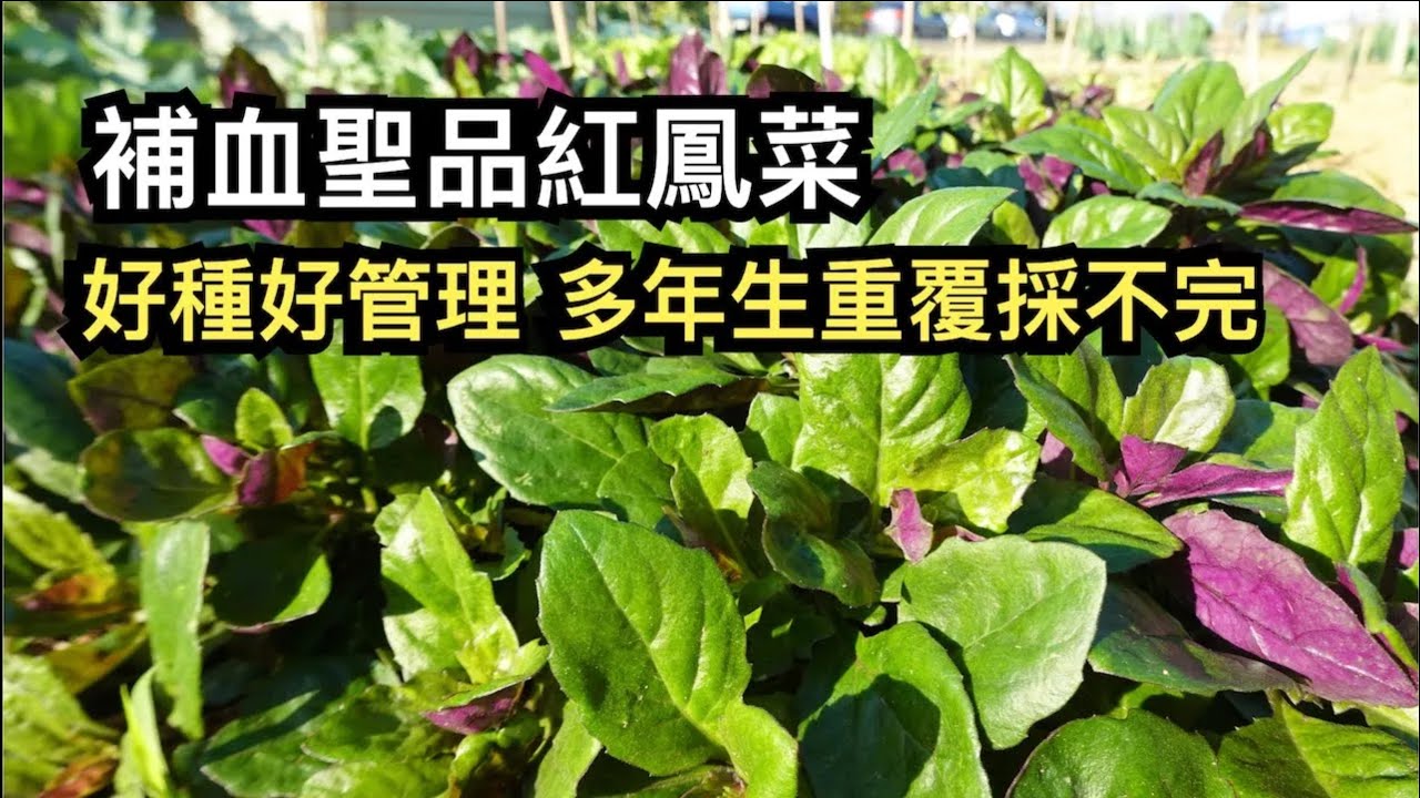 補血聖品紅鳳菜︱好種好管理︱多年生重覆採不完
