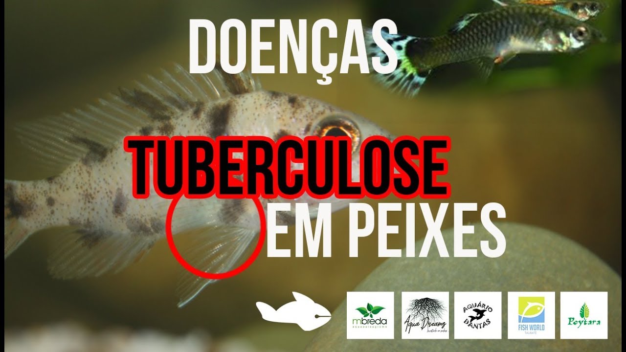 TUBERCULOSE EM PEIXES