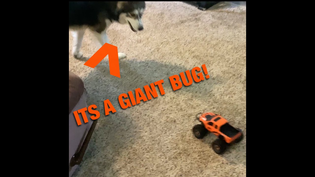 My dogs reaction to an RC CAR!!!