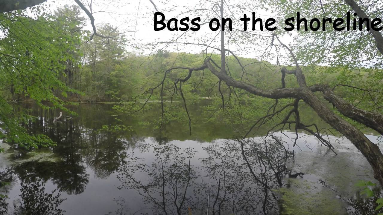 Bassing