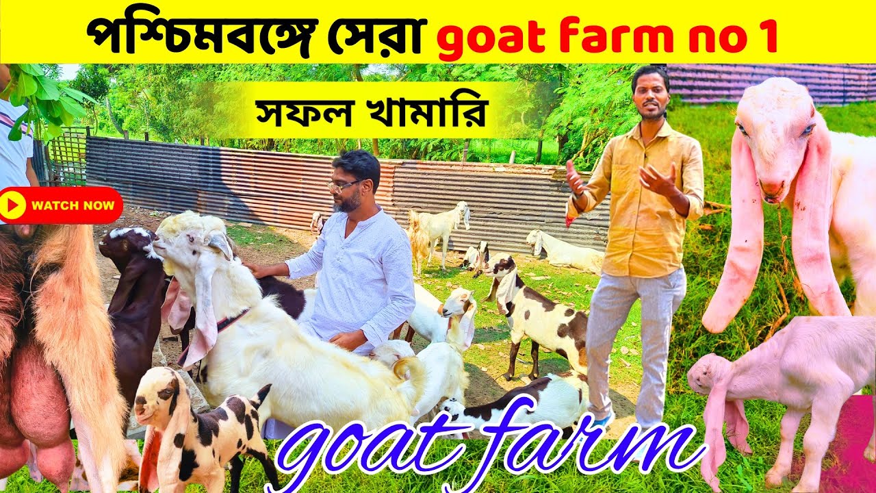 এশিয়া মহাদেশের Top 10 টি প্রজাতির goat মধ্যে একটি || এক অন্যরূপে ছাগল পালন করছে আমাদের পশ্চিমবঙ্গে