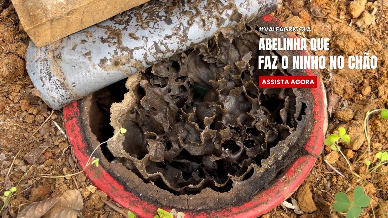 Você conhece a abelha sem ferrão que faz ninho no chão? 🐝