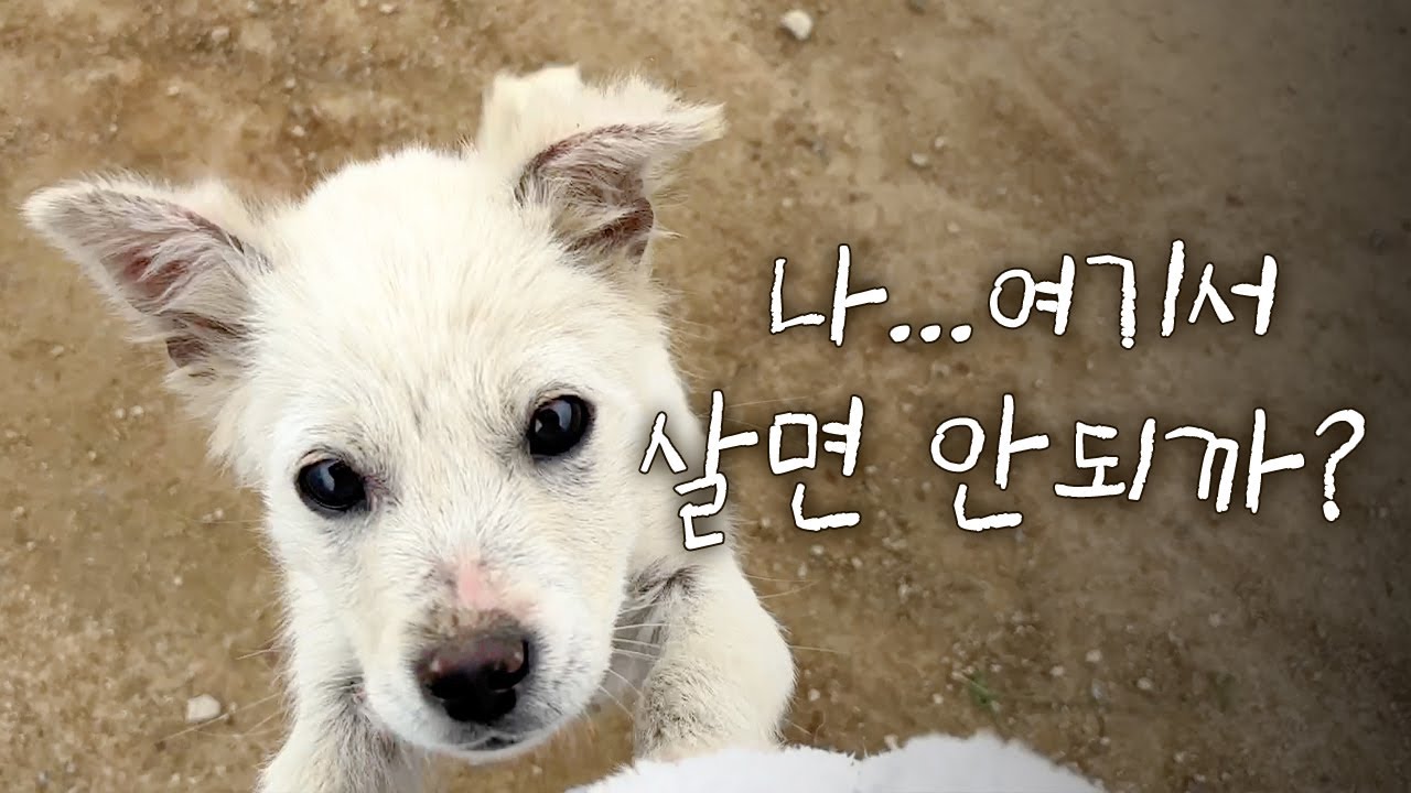 농장에 찾아온 주인 없는 강아지
