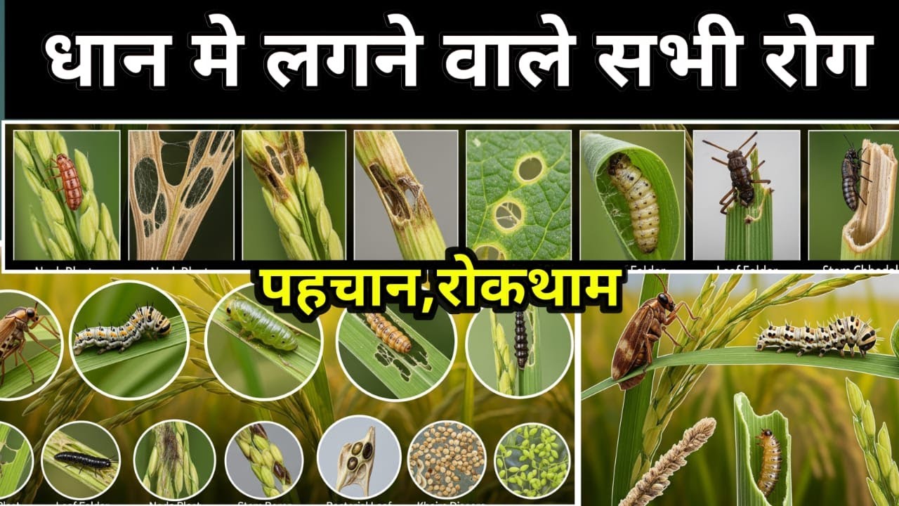 🌾धान के सभी रोगों की A to Z जानकारी | कीड़े और बीमारियों का संपूर्ण इलाज😱 | Dhan Ke Rog
