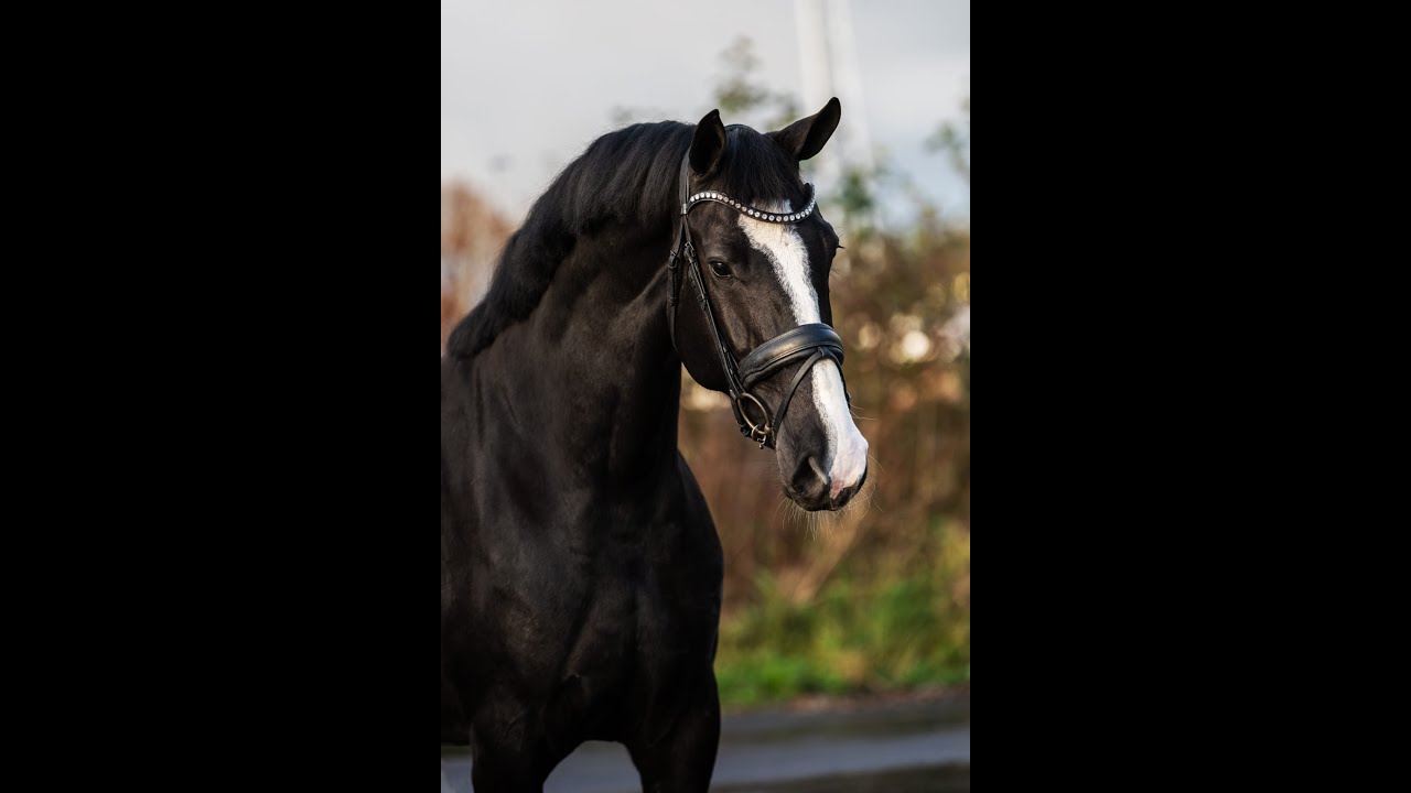 Orleans (Flynn x Lord Loxley)