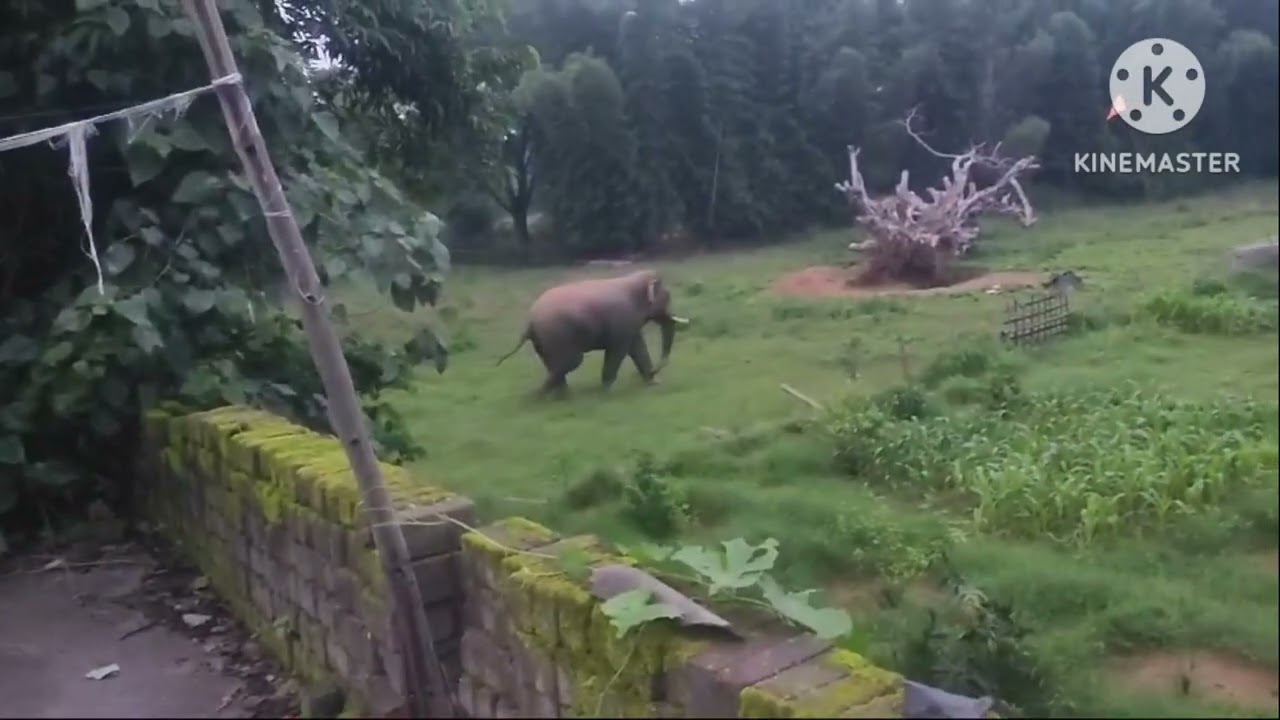 Jharsuguda Bhalupatra village Elephant Attack