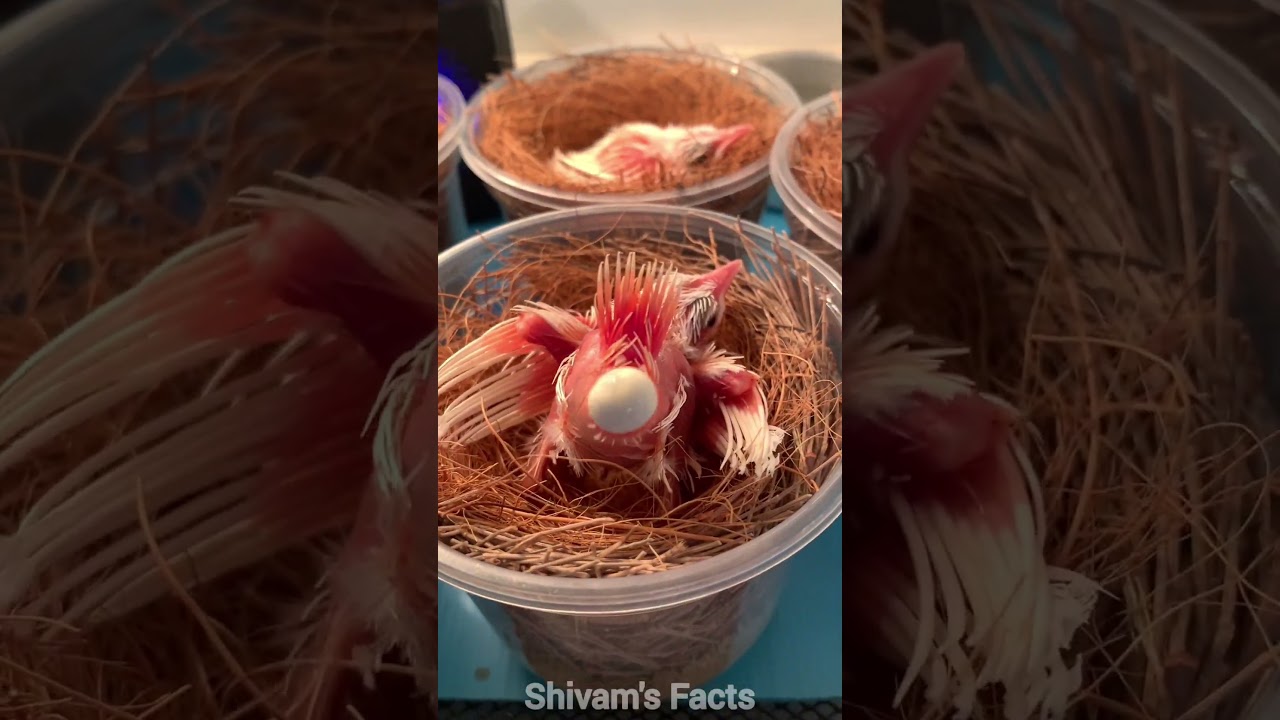 Baby birds have a very fast metabolism 🤯