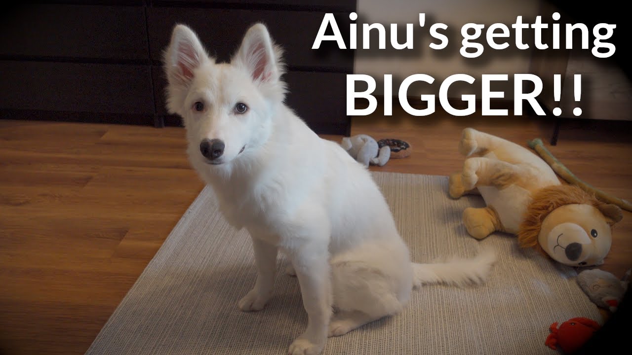 Ainu's getting bigger!