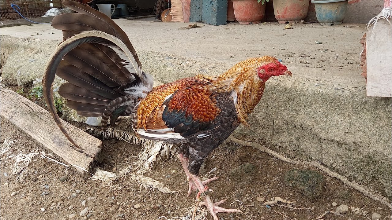 #chicken #hen #rooster #manok #jlcbackyard #youtubeshorts #shorts #breeder #backyardpoultryfarming