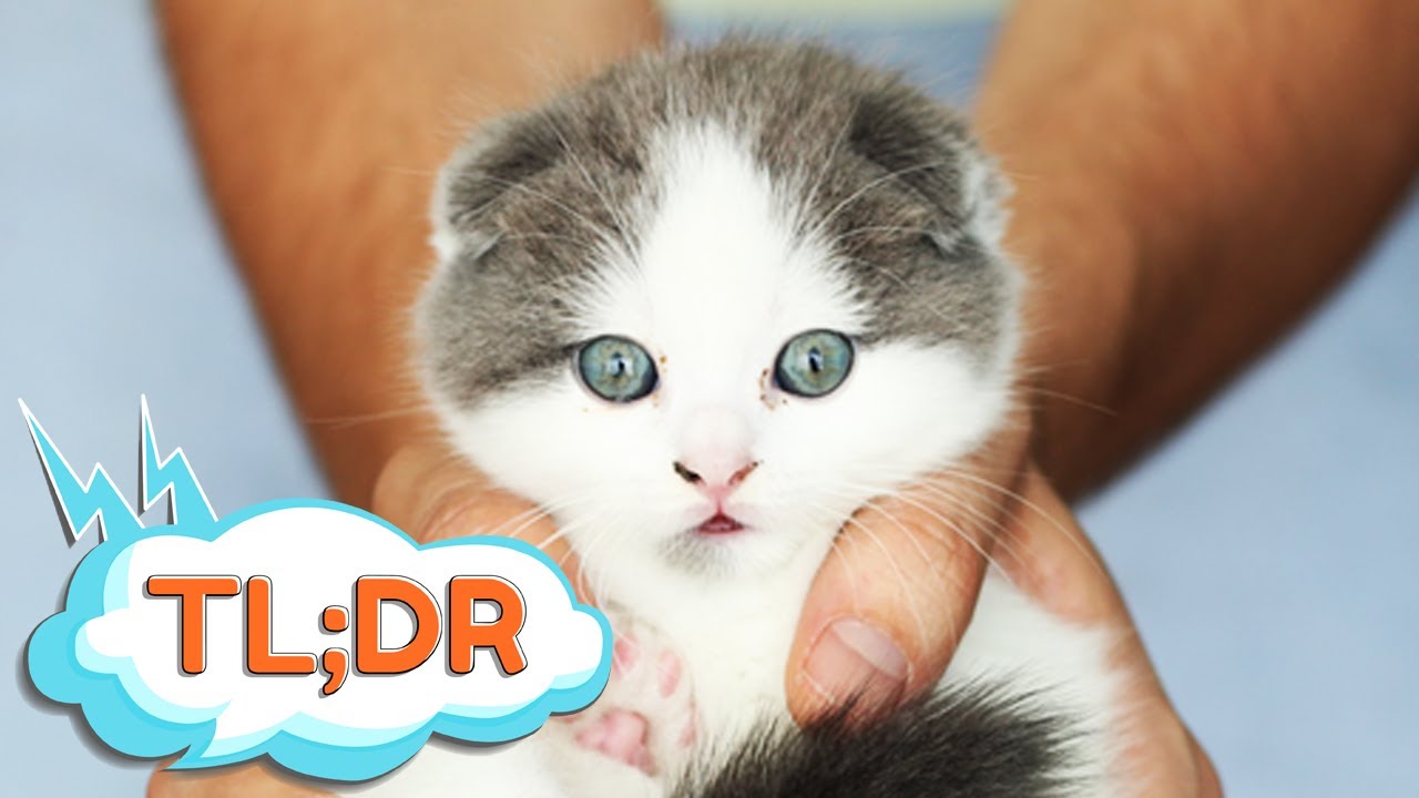 How We Got our Scottish Fold Kitten in Korea