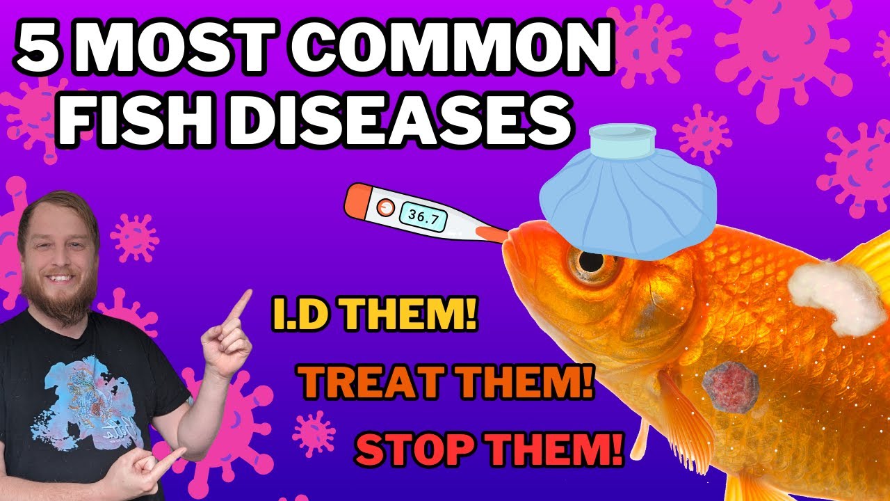 Why is my fish sick? Well, it's probably one of these 5 diseases!