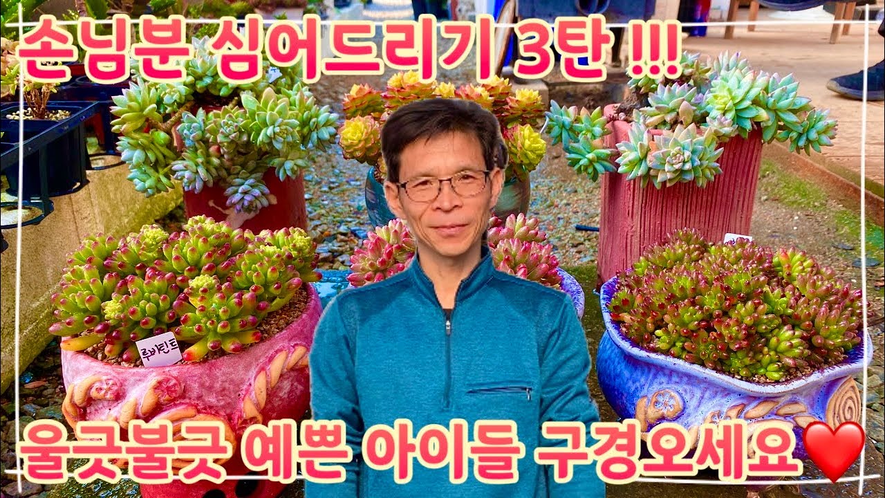 3탄으로 돌아온 손님분 심어드리기 !! 울긋불긋 너무나 예쁜 다육이들 !! 다들 눈호강 하러 오세요 ~!!