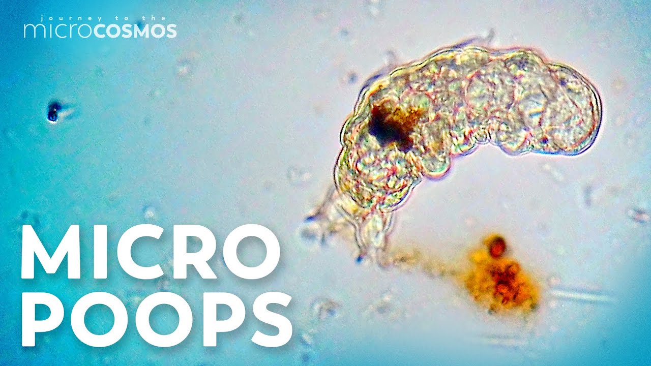 How Do Microorganisms Poop Without a Butthole?