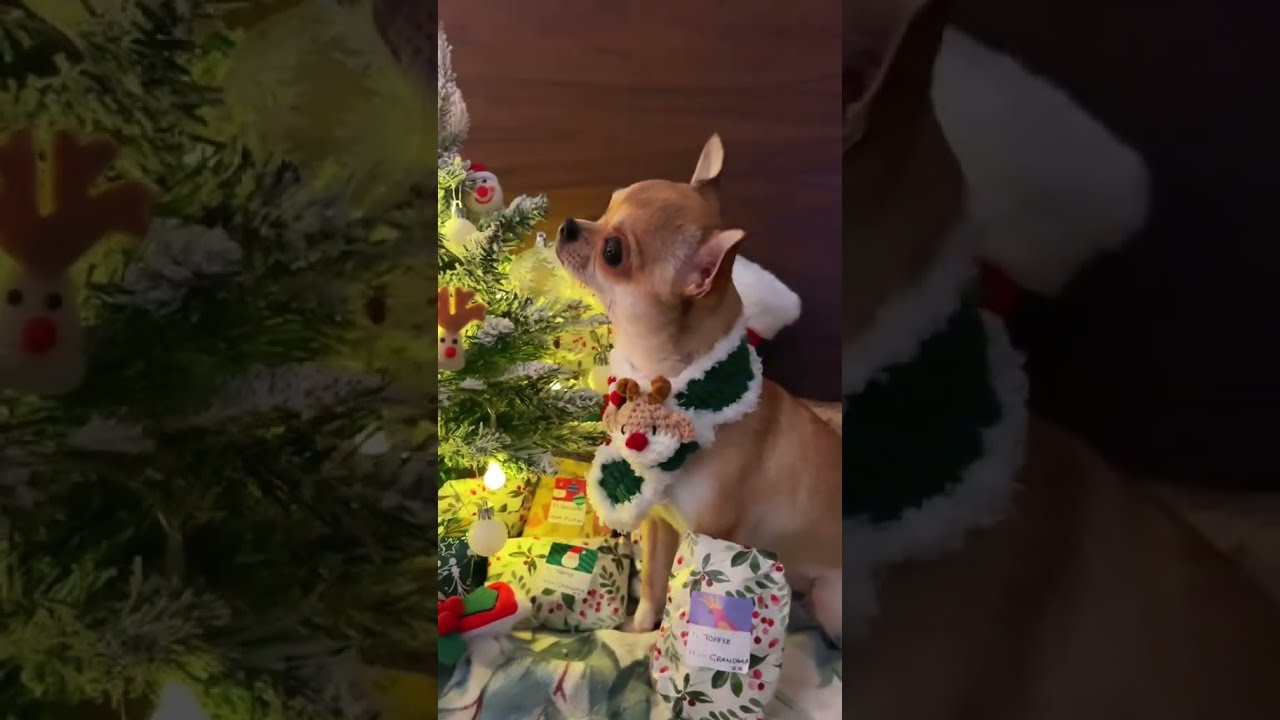 she has so many presents this year 🥹 #chihuahua #cutedog #christmas #gift #puppy