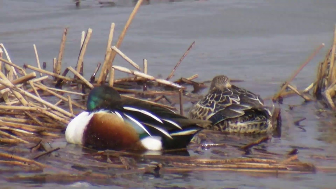 PATO CUCHARA COM&Uacute;N ( Anas clypeata ) Shoveler