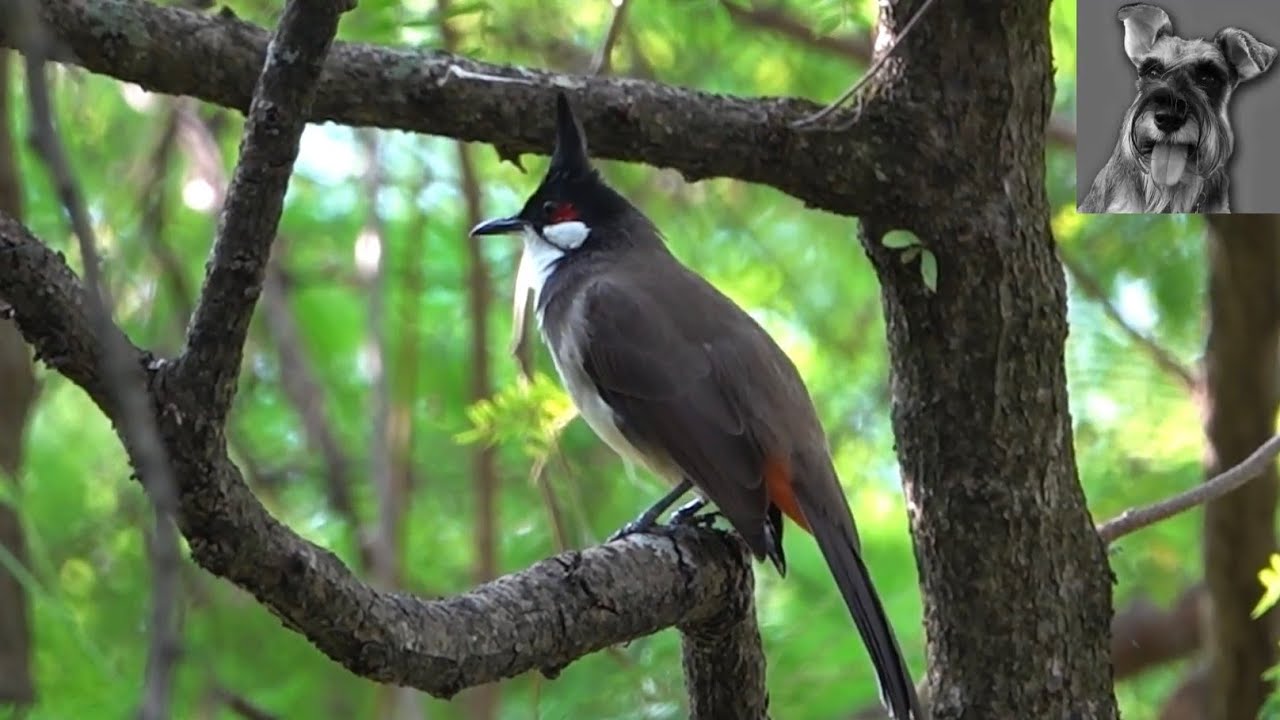Bird Song: RED-WHISKERED BULBUL singing to hidden companion, Singapore