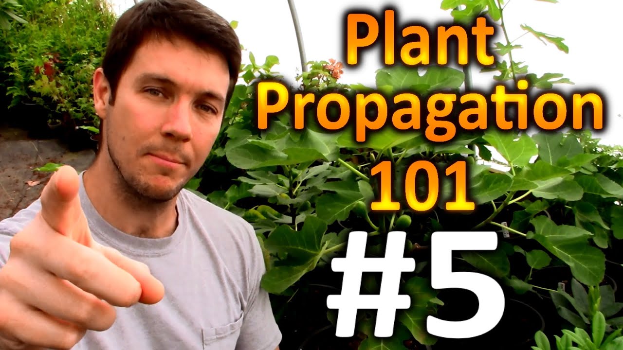 Plant Propagation 101 #5 | How do I Overwinter My Rooted Cuttings